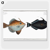 3-46_Ichtyologie-ou-Histoire-naturelle_picture-crop
