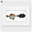 3-46_Ichtyologie-ou-Histoire-naturelle_picture