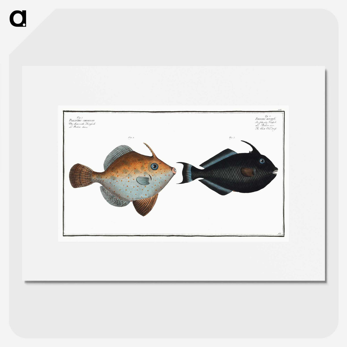 3-46_Ichtyologie-ou-Histoire-naturelle_picture