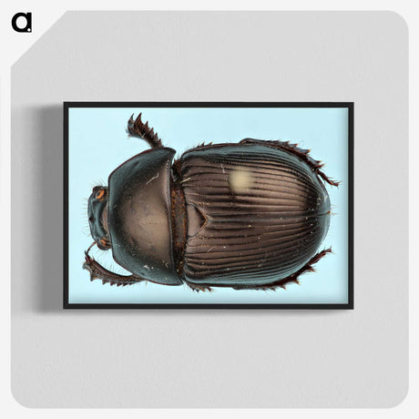 3-46_Insects-Unlocked-Project_blk-crop