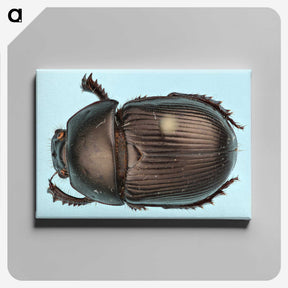 3-46_Insects-Unlocked-Project_canvas