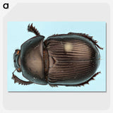 3-46_Insects-Unlocked-Project_picture-crop