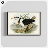 3-46_John-Gould_blk-crop