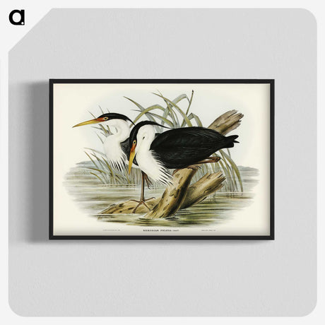 3-46_John-Gould_blk-crop