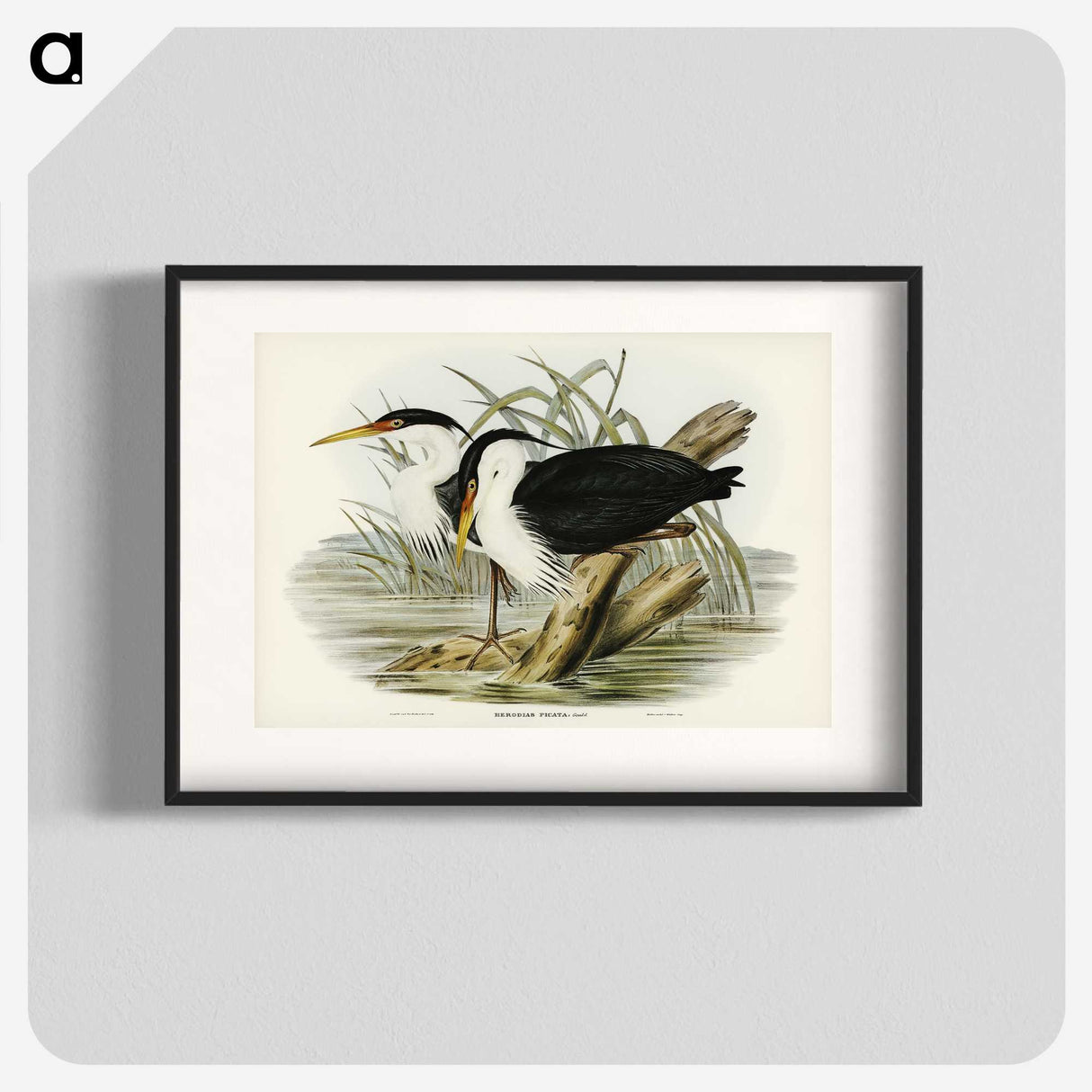 3-46_John-Gould_blk