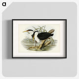 3-46_John-Gould_blk