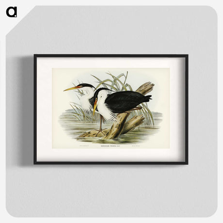 3-46_John-Gould_blk