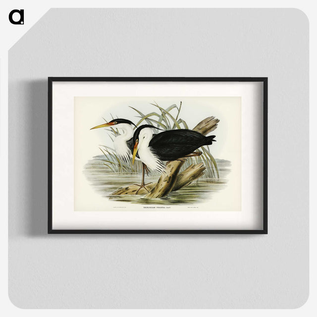3-46_John-Gould_blk
