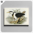 3-46_John-Gould_canvas