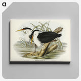 3-46_John-Gould_canvas