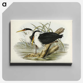 3-46_John-Gould_canvas