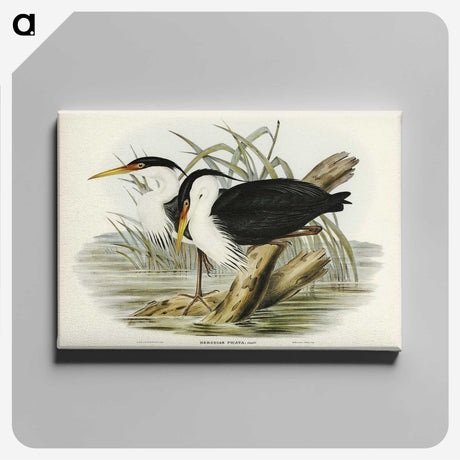3-46_John-Gould_canvas