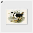 アートポストカード-Pied Egret
 - ジョン グールド Postcard.