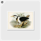 アートポストカード-Pied Egret
 - ジョン グールド Postcard.