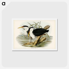 アートポストカード-Pied Egret
 - ジョン グールド Postcard.