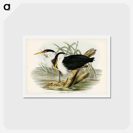 アートポストカード-Pied Egret
 - ジョン グールド Postcard.