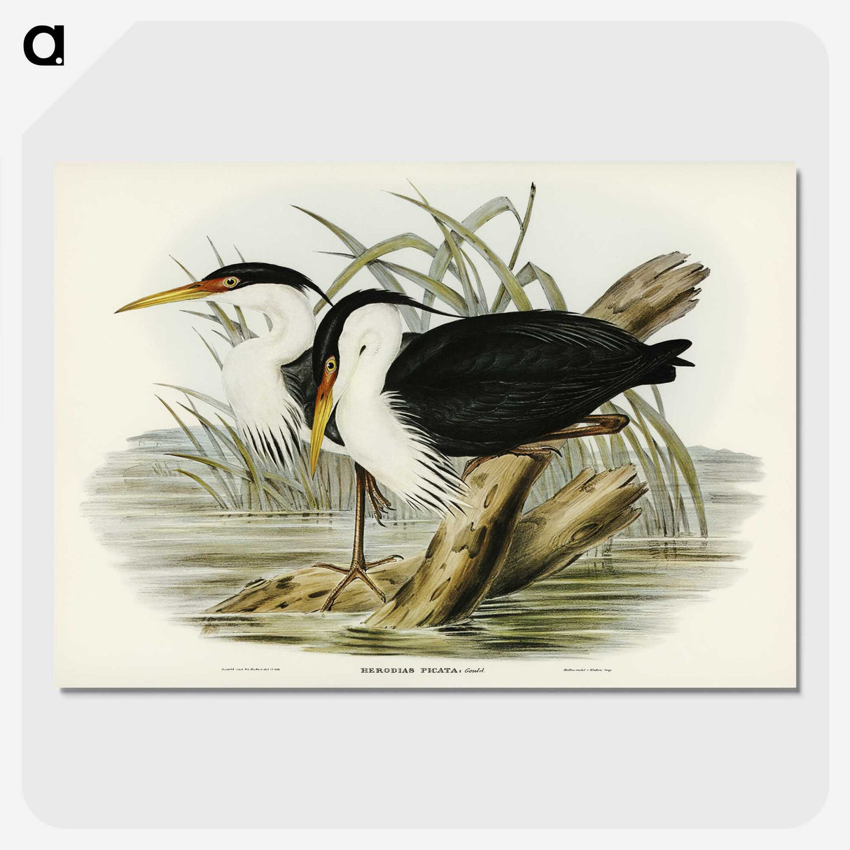 3-46_John-Gould_picture-crop