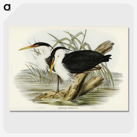 3-46_John-Gould_picture-crop