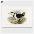 3-46_John-Gould_picture