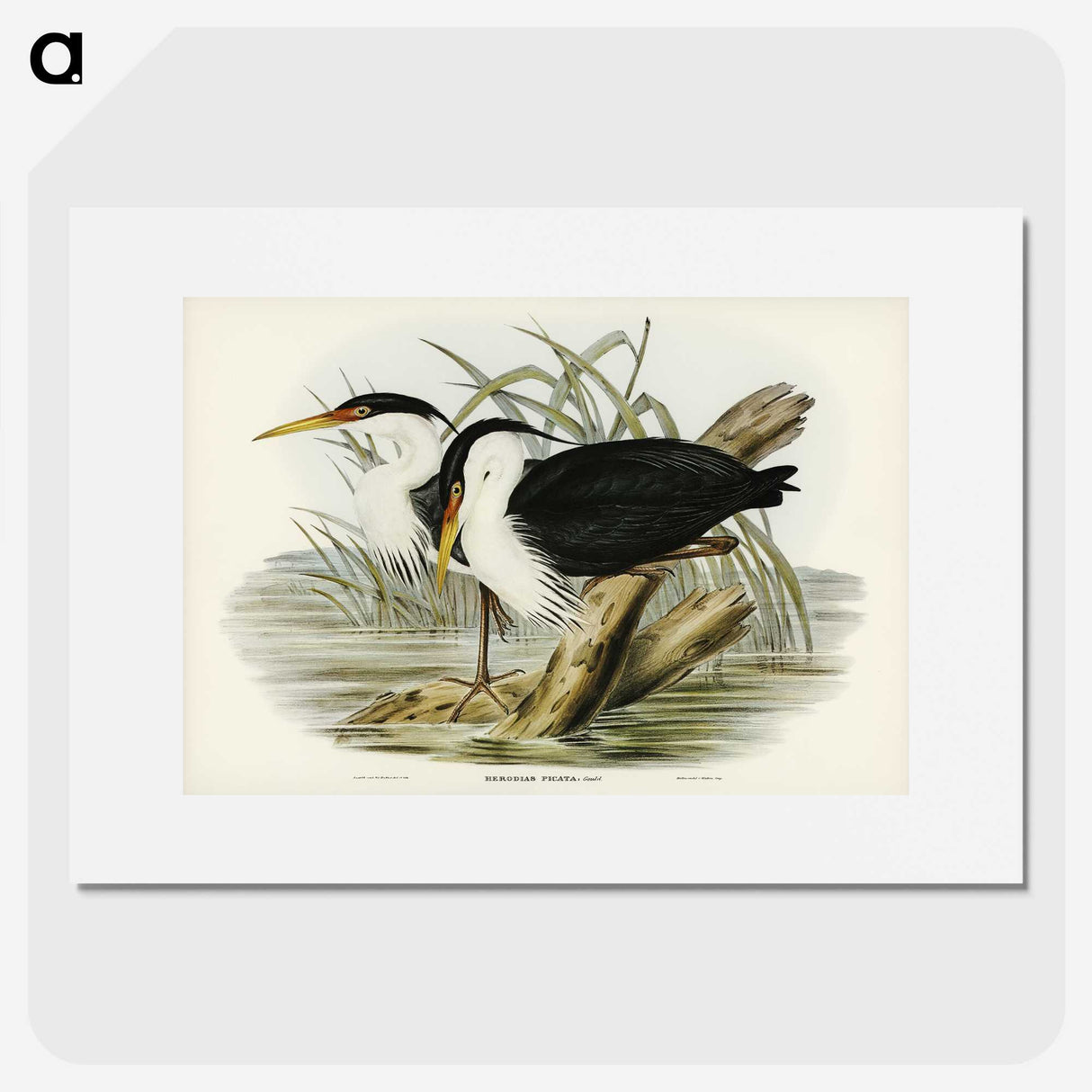 3-46_John-Gould_picture