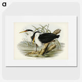 3-46_John-Gould_picture
