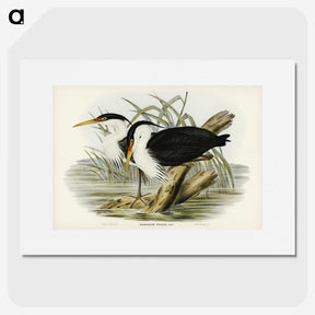 3-46_John-Gould_picture