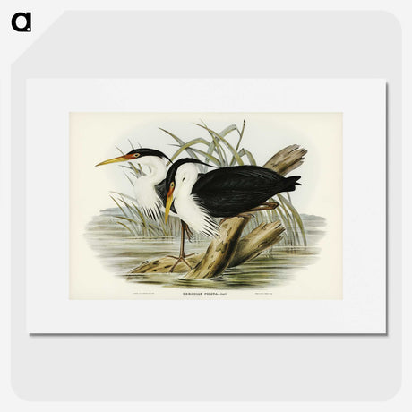 3-46_John-Gould_picture