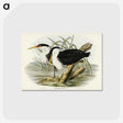 3-46_John-Gould_postcard