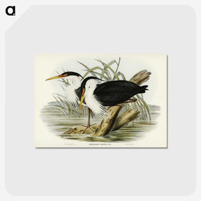 3-46_John-Gould_postcard