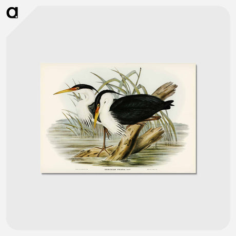 アートポストカード-Pied Egret
 - ジョン グールド Postcard.