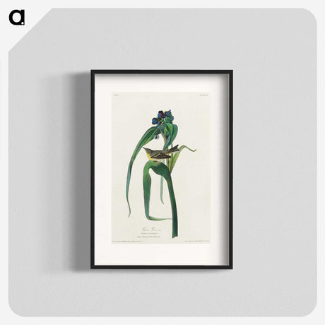 3-46_John-James-Audubon_blk