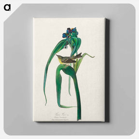 アートパネル-Vigors Vireo
 - ジョン ジェームス オーデュボン Canvas.