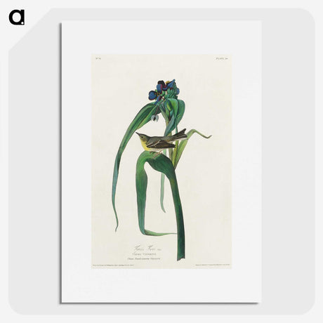 3-46_John-James-Audubon_picture
