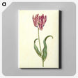 3-46_Maria-Sibylla-Merian_canvas