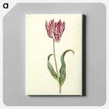 アートパネル-Tulipa Gesneriana
 - マリア ジビーラ メーリアン Canvas.