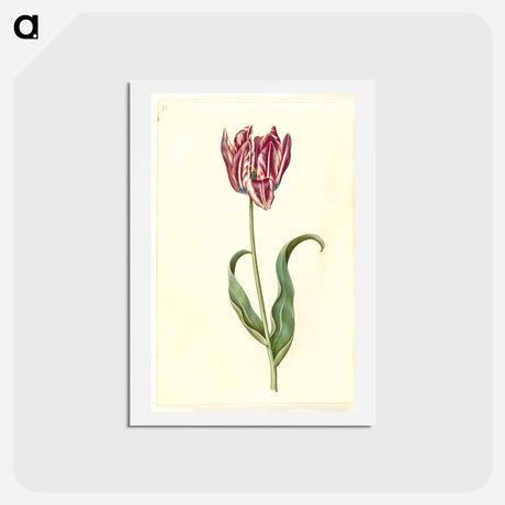 アートポストカード-Tulipa Gesneriana
 - マリア ジビーラ メーリアン Postcard.