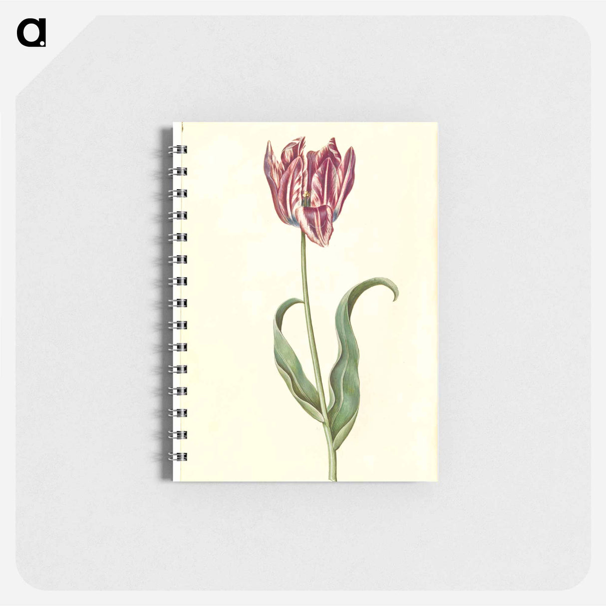 アートメモ帳-Tulipa Gesneriana
 - マリア ジビーラ メーリアン Memo.