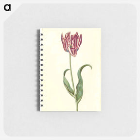 アートメモ帳-Tulipa Gesneriana
 - マリア ジビーラ メーリアン Memo.