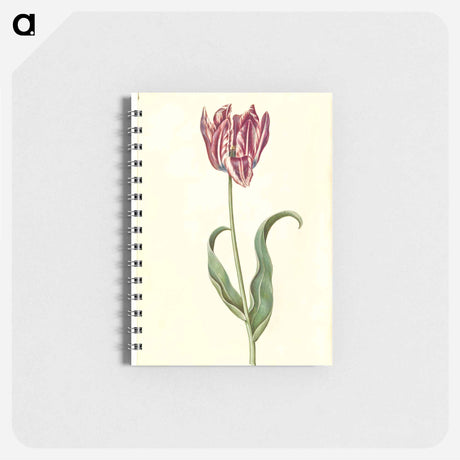 アートメモ帳-Tulipa Gesneriana
 - マリア ジビーラ メーリアン Memo.