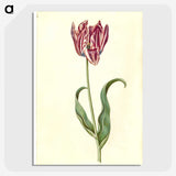 3-46_Maria-Sibylla-Merian_picture-crop