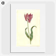 3-46_Maria-Sibylla-Merian_picture