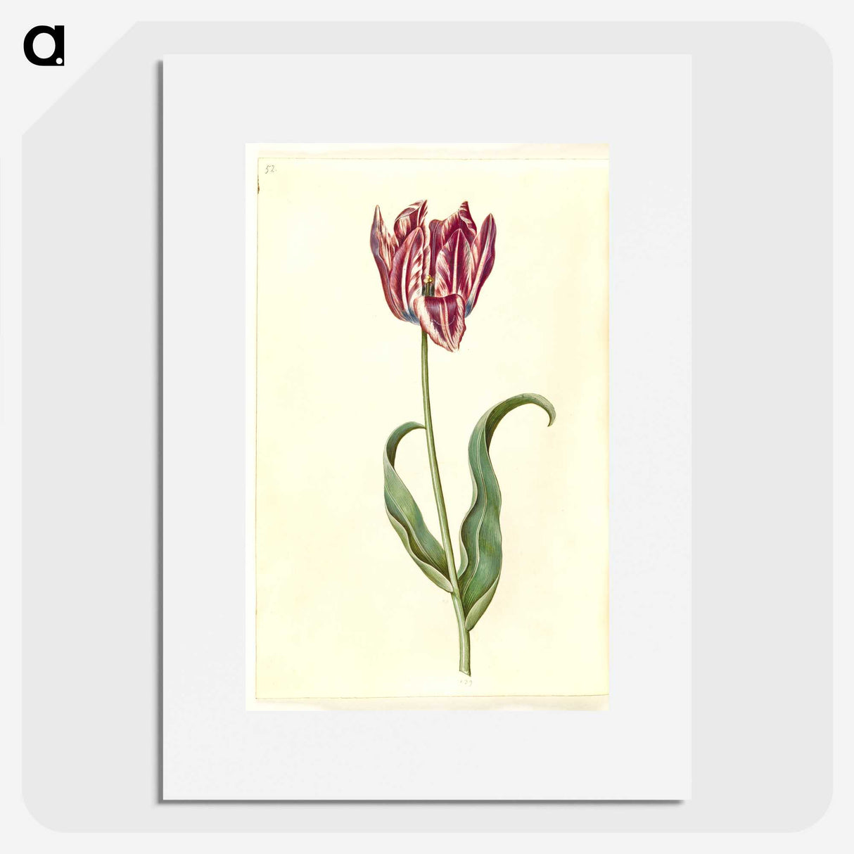 3-46_Maria-Sibylla-Merian_picture