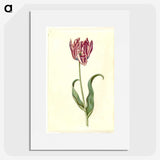 3-46_Maria-Sibylla-Merian_picture