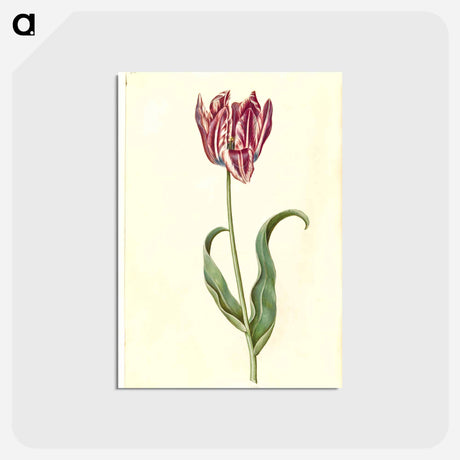 アートポストカード-Tulipa Gesneriana
 - マリア ジビーラ メーリアン Postcard.