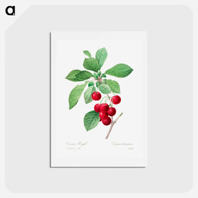 アートポストカード-Red cherry - ピエール ジョゼフ ルドゥーテ Postcard.