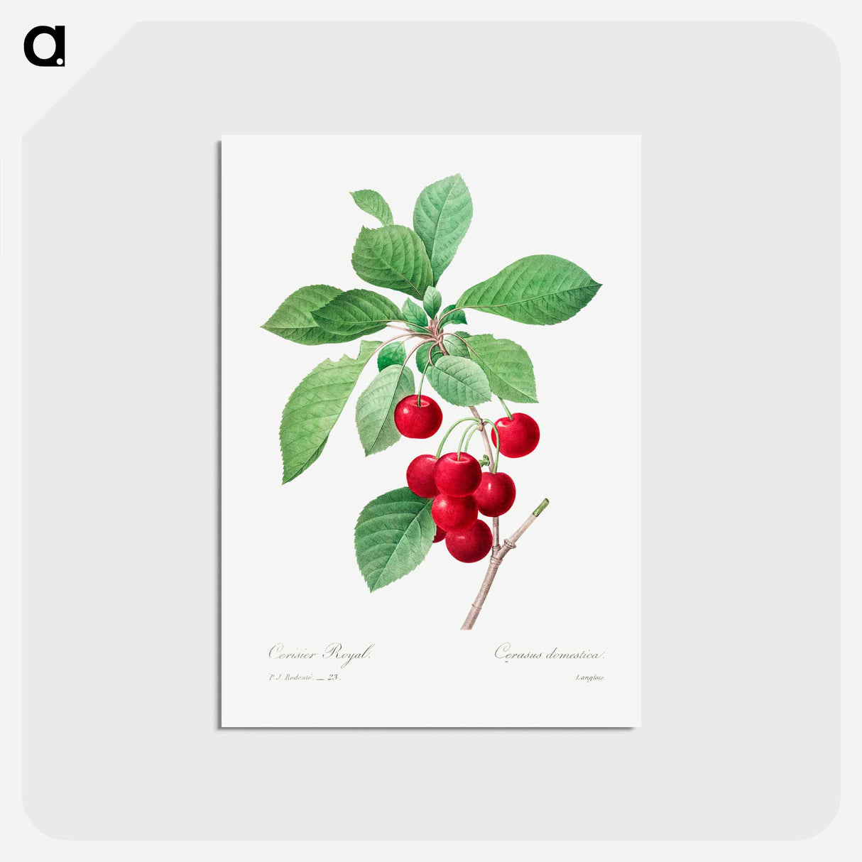 アートポストカード-Red cherry - ピエール ジョゼフ ルドゥーテ Postcard.