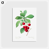 アートポストカード-Red cherry - ピエール ジョゼフ ルドゥーテ Postcard.