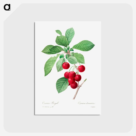 アートポストカード-Red cherry - ピエール ジョゼフ ルドゥーテ Postcard.