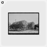アートポストカード-Sugarcane Harvest, Louisiana
 - ラッセル リー Postcard.
