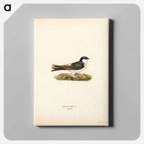 アートパネル-Hirundo Urbica
 - スヴェンスカ フォグラル Canvas.